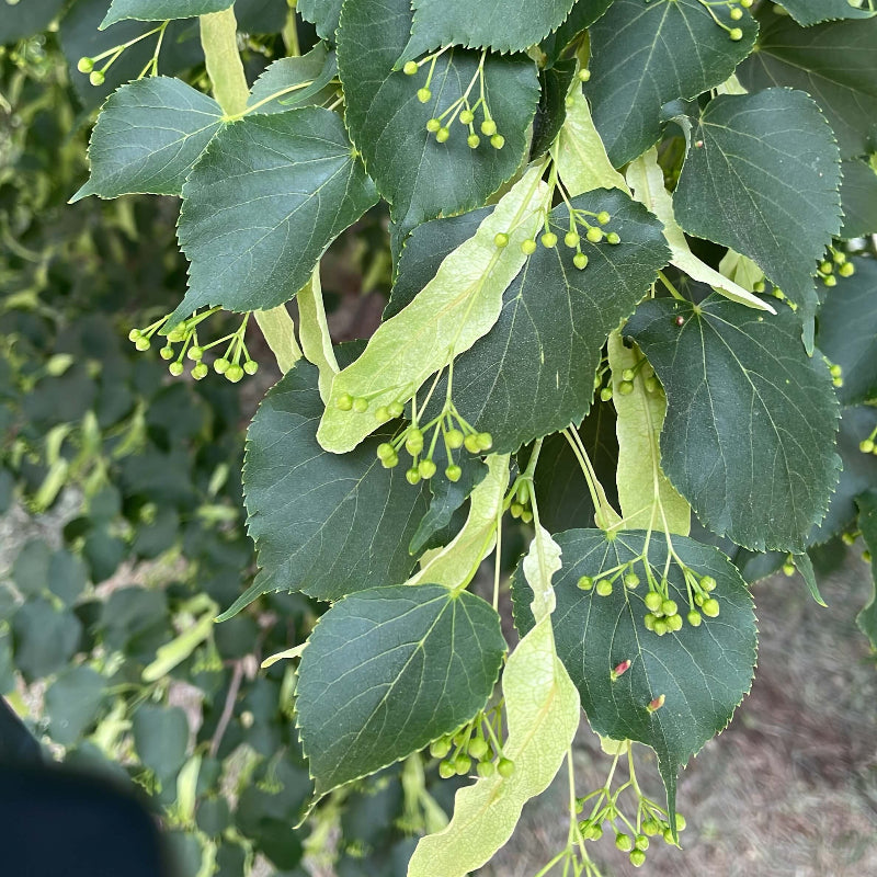 Linden Seeds - Tree Seeds for Home Gardens