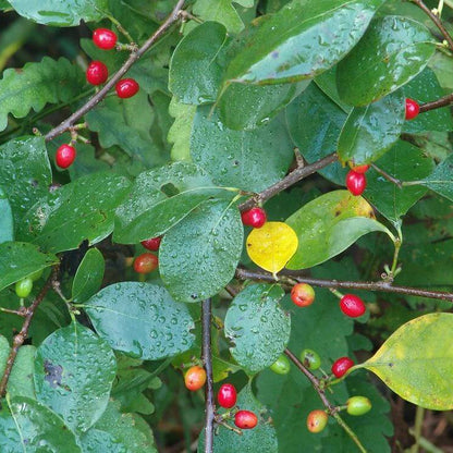 Lindera Benzoin Seeds - Shrub Plant Seeds for Home Gardens