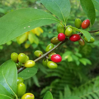 Lindera Benzoin Seeds - Shrub Plant Seeds for Home Gardens