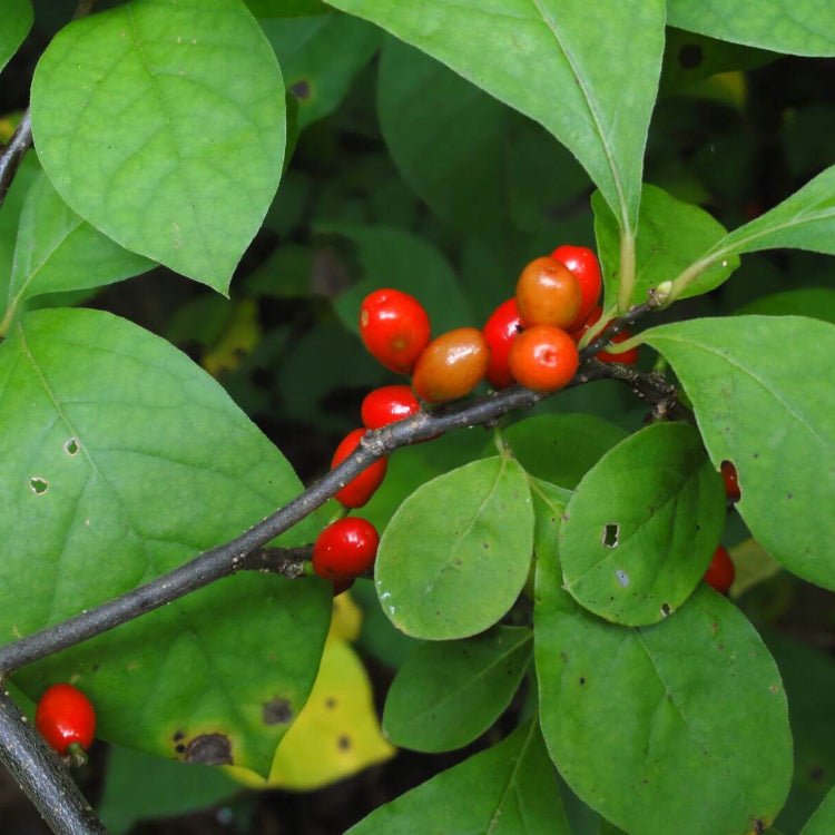 Lindera Benzoin Seeds - Shrub Plant Seeds for Home Gardens