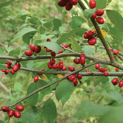 Lindera Benzoin Seeds - Shrub Plant Seeds for Home Gardens