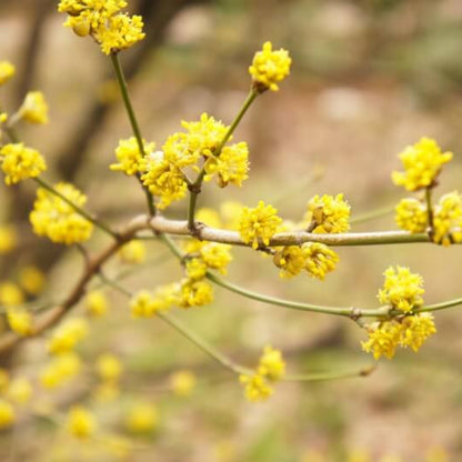 Lindera Benzoin Spicebush Seeds 
