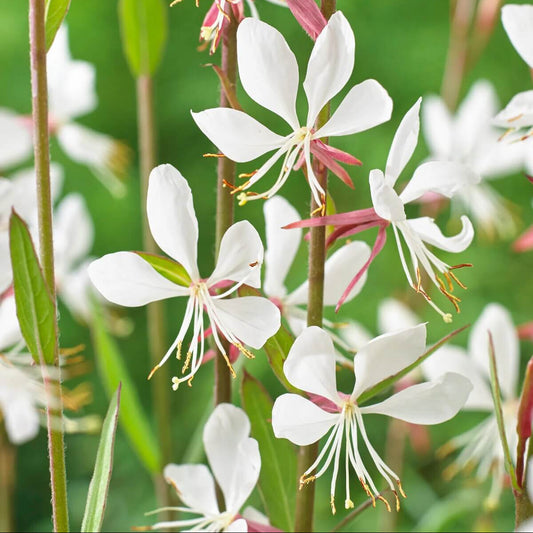 Lindheimeri Gaura Seeds 