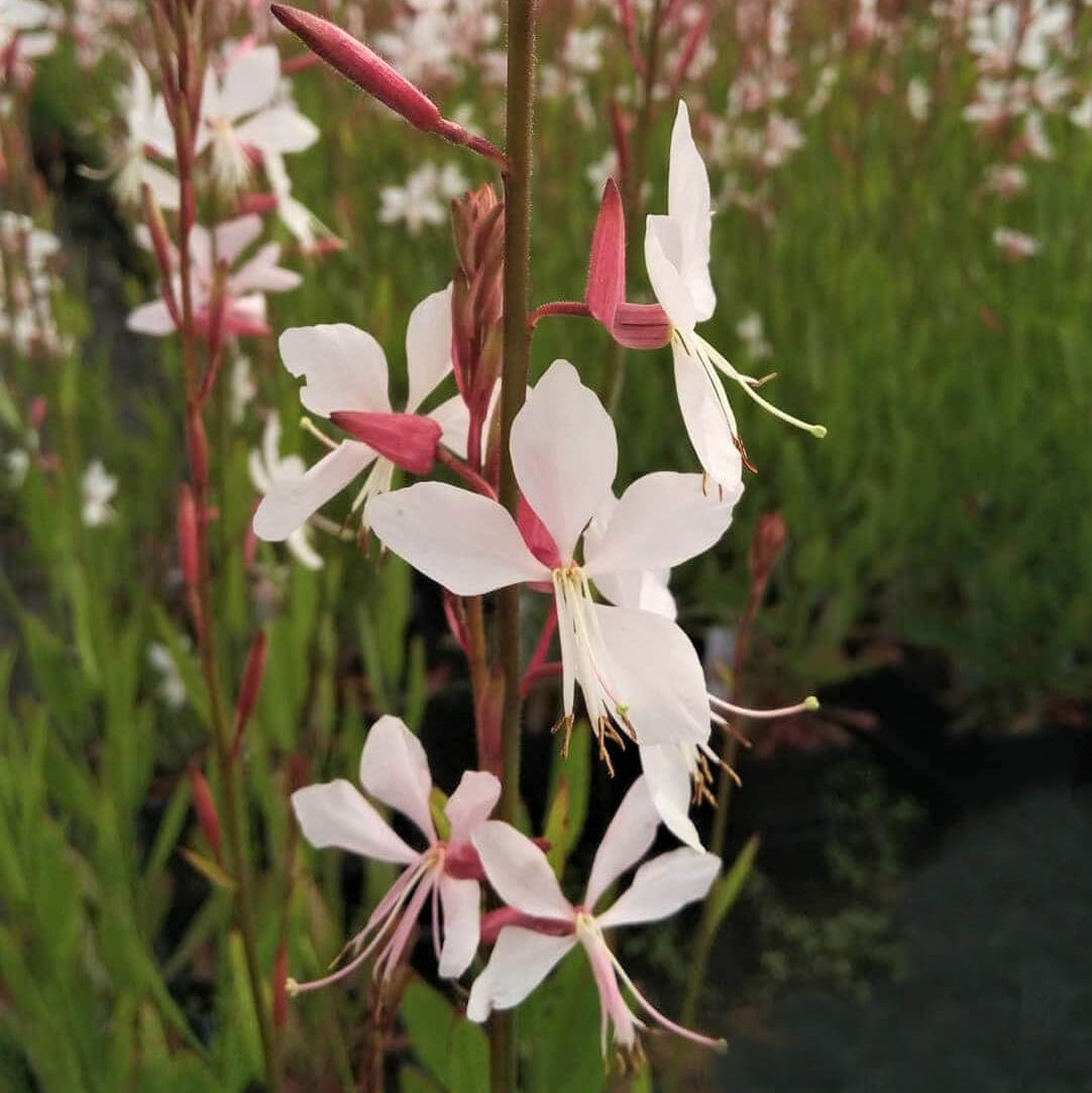 Lindheimeri Gaura Seeds 