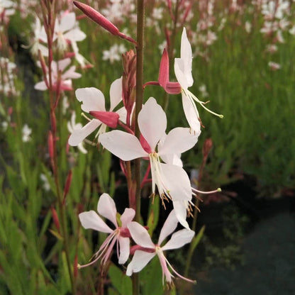 Lindheimeri Gaura Seeds 