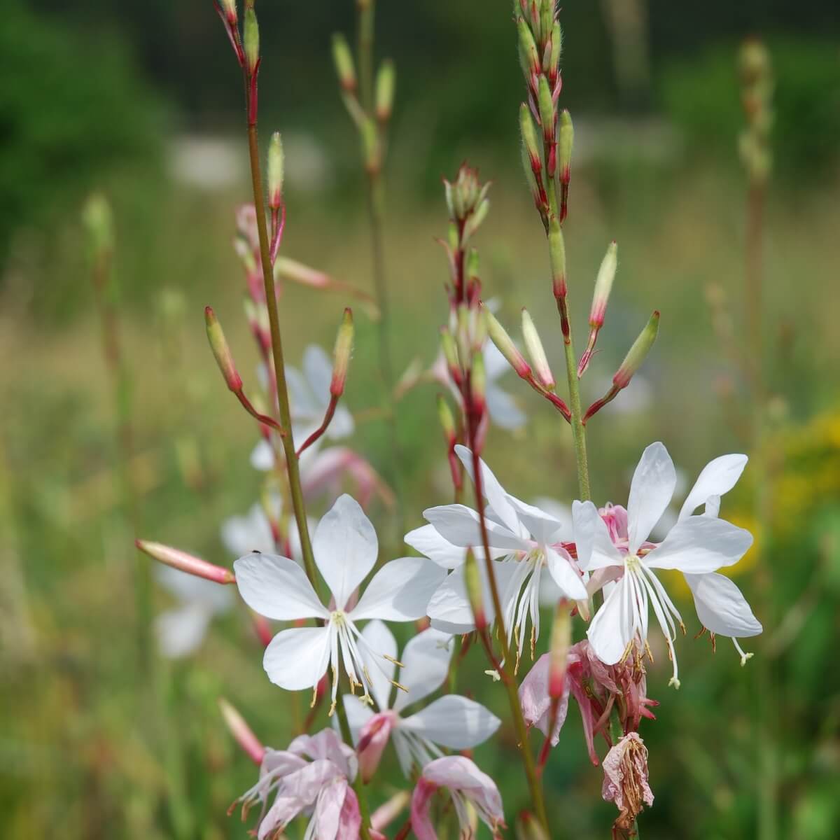 Lindheimeri Gaura Seeds 