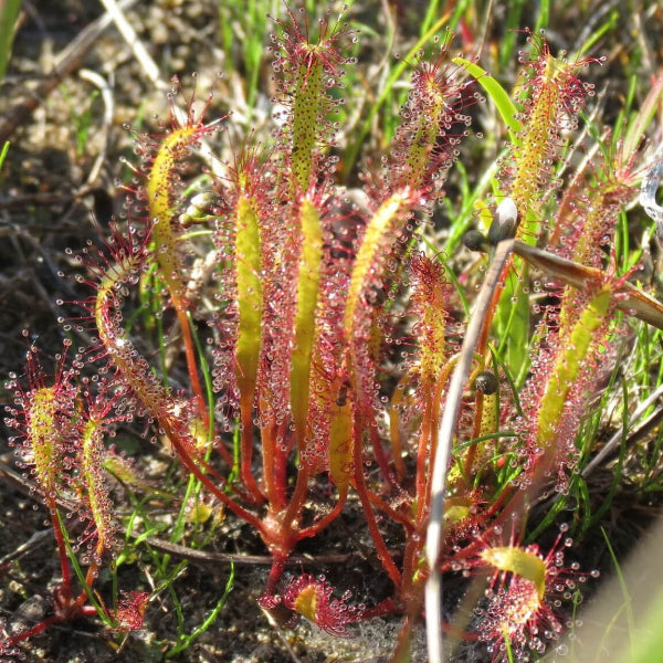 Linear Leafed Sundew Seeds 