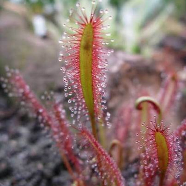 Linear Leafed Sundew Seeds 