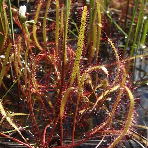 Linear Leafed Sundew Seeds 
