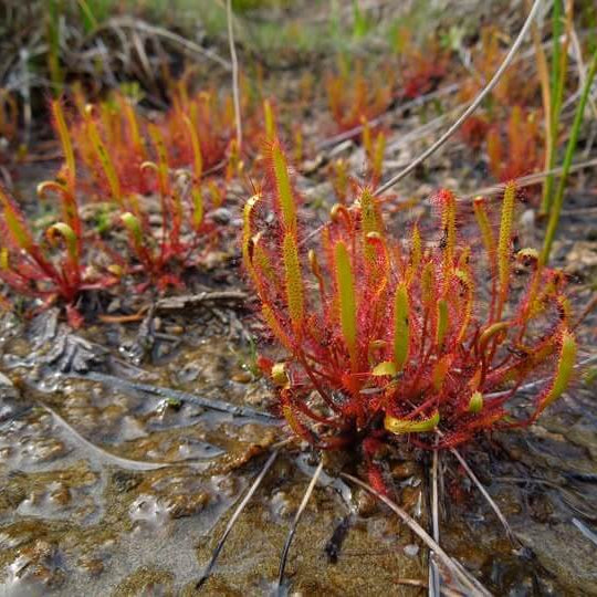 Linear Leafed Sundew Seeds 