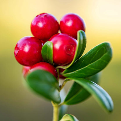 Lingonberry Seeds For Sale