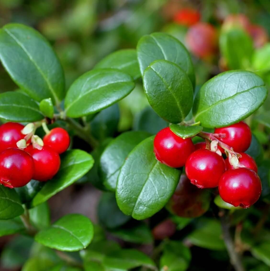 Lingonberry Seeds For Sale
