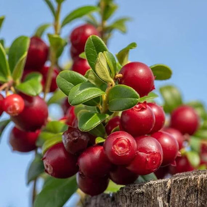 Lingonberry Seeds For Sale
