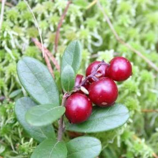 Lingonberry Seeds For Sale