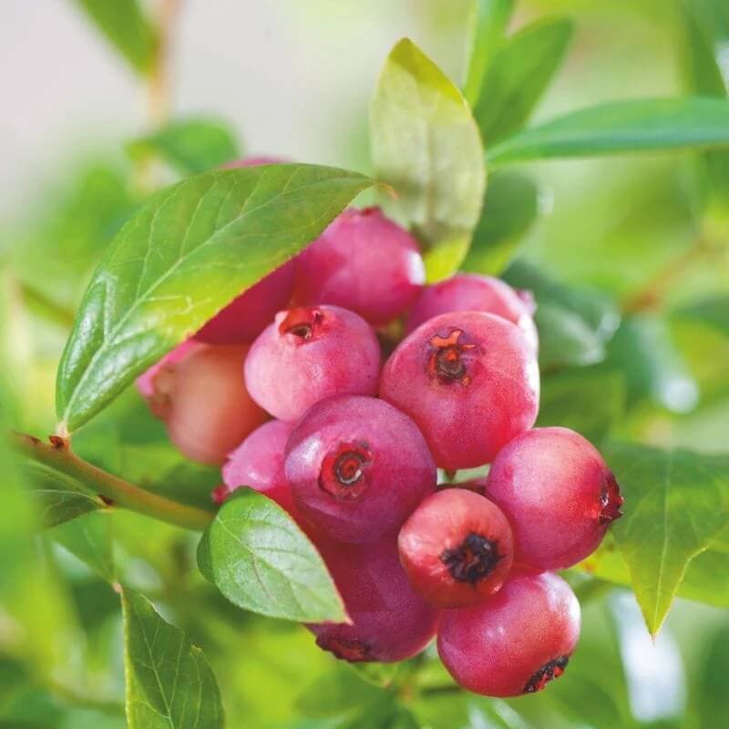 Lingonberry seeds - Fruit Plant for Home Gardens