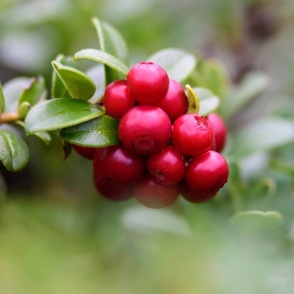 Lingonberry seeds - Fruit Plant for Home Gardens