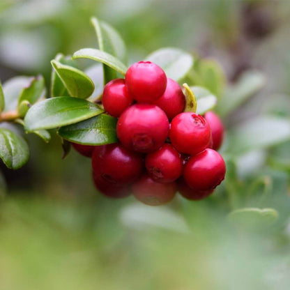 Lingonberry seeds - Fruit Plant for Home Gardens