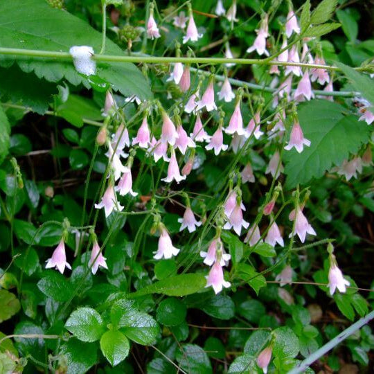 Linnaea Borealis Seeds - Heirloom Flower Plant for Home Gardens