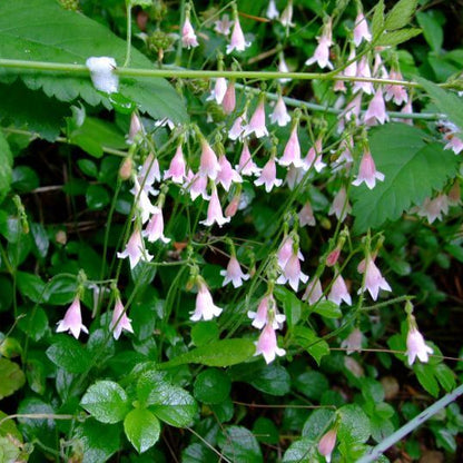 Linnaea Borealis Seeds - Heirloom Flower Plant for Home Gardens