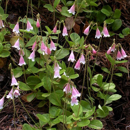 Linnaea Borealis Seeds - Heirloom Flower Plant for Home Gardens