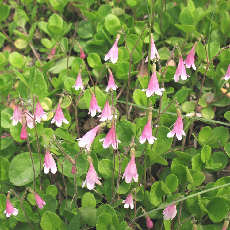 Linnaea Borealis Seeds - Heirloom Flower Plant for Home Gardens