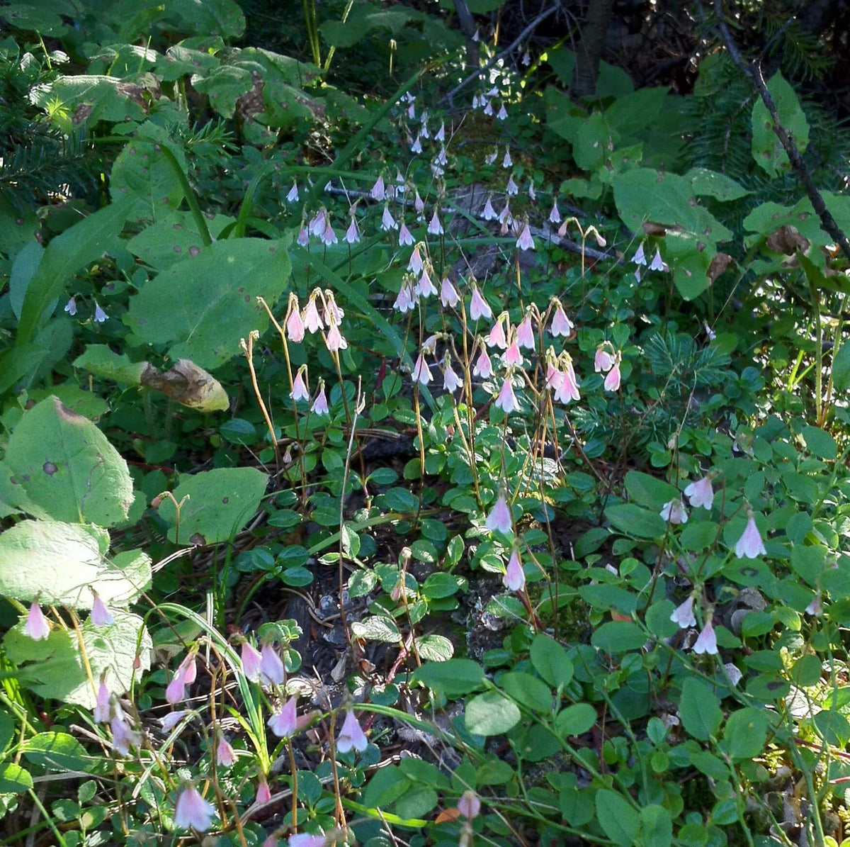 Linnaea Borealis Seeds - Heirloom Flower Plant for Home Gardens