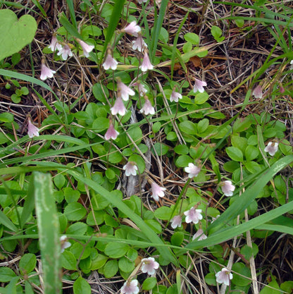 Linnaea Borealis Seeds - Heirloom Flower Plant for Home Gardens