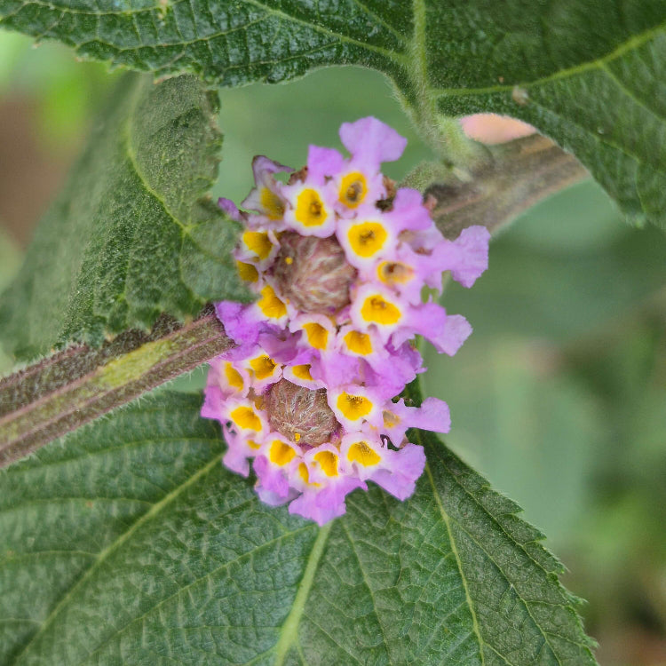 Lippia Alba Seeds - Heirloom Herbal Plant for Home Gardens