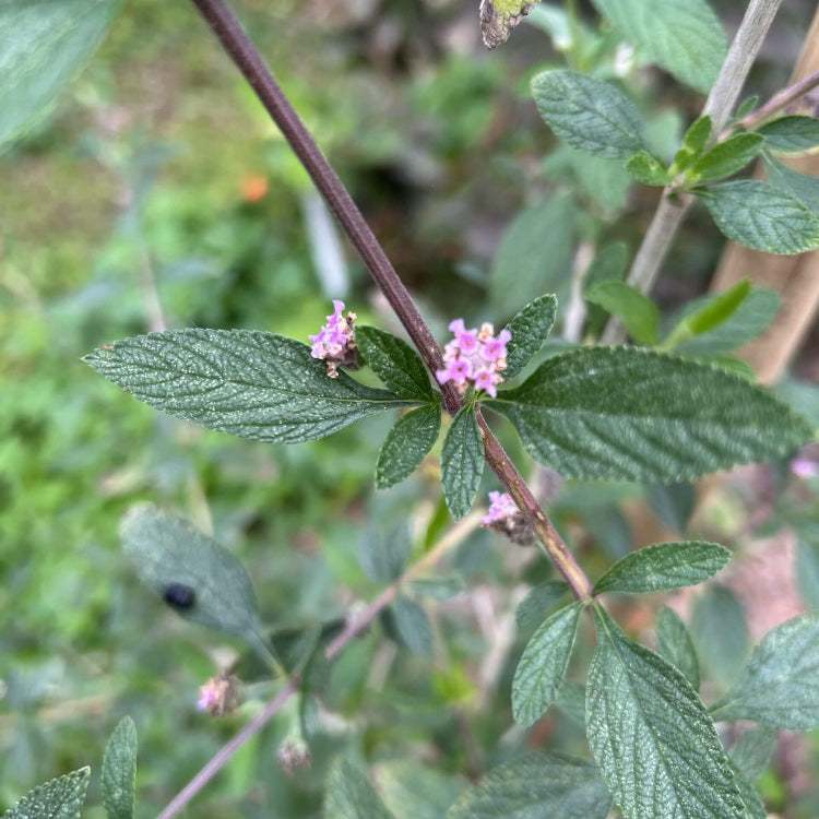 Lippia Alba Seeds - Heirloom Herbal Plant for Home Gardens