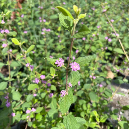 Lippia Alba Seeds - Heirloom Herbal Plant for Home Gardens