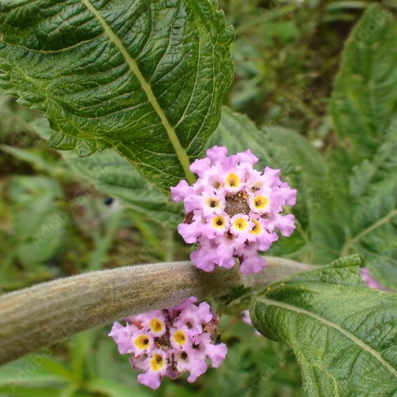 Lippia Alba Seeds - Heirloom Herbal Plant for Home Gardens