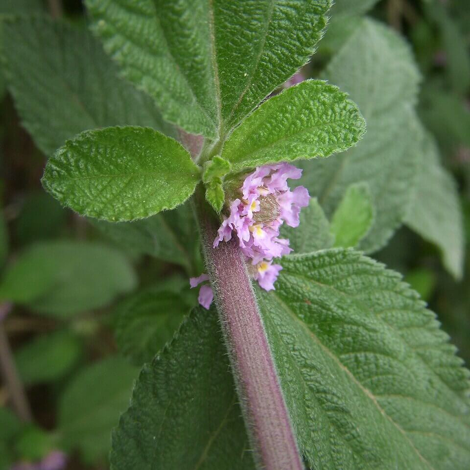 Lippia Alba Seeds - Heirloom Herbal Plant for Home Gardens