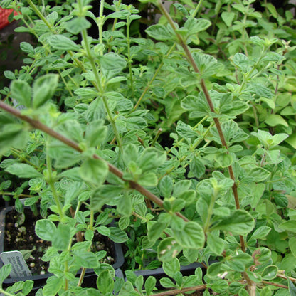 Lippia Micromera Seeds - Heirloom Herbal Plant for Home Gardens
