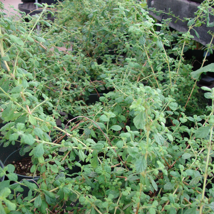 Lippia Micromera Seeds - Heirloom Herbal Plant for Home Gardens
