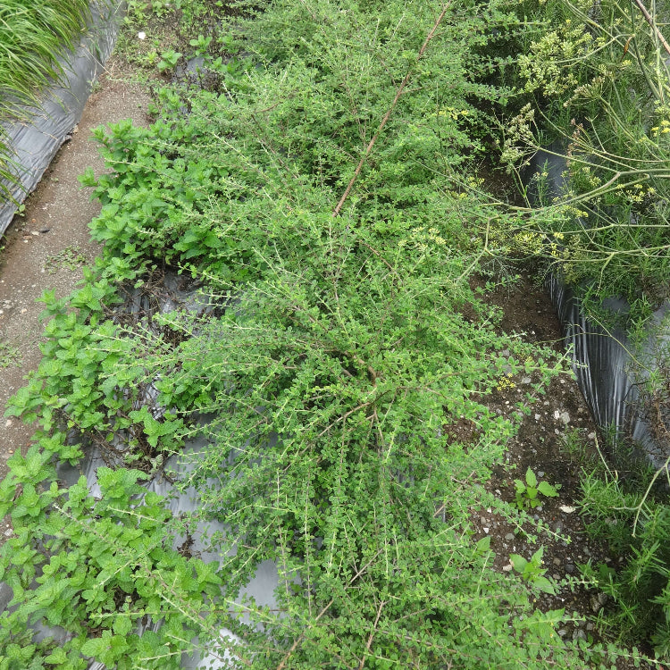 Lippia Micromera Seeds - Heirloom Herbal Plant for Home Gardens