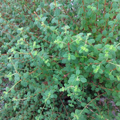Lippia Micromera Seeds - Heirloom Herbal Plant for Home Gardens