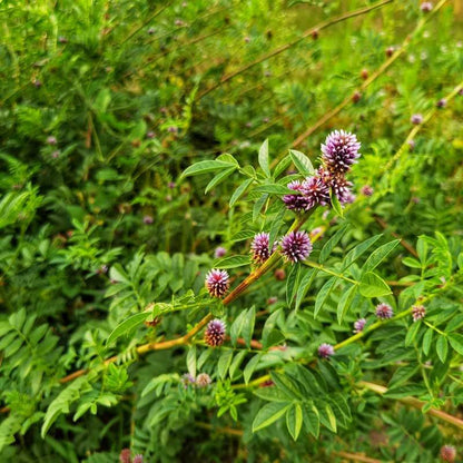 Liquorice Seeds - Heirloom Herbal Plant for Home Gardens