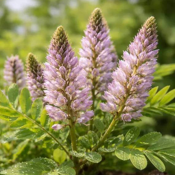 Liquorice Seeds - Heirloom Herbal Plant for Home Gardens
