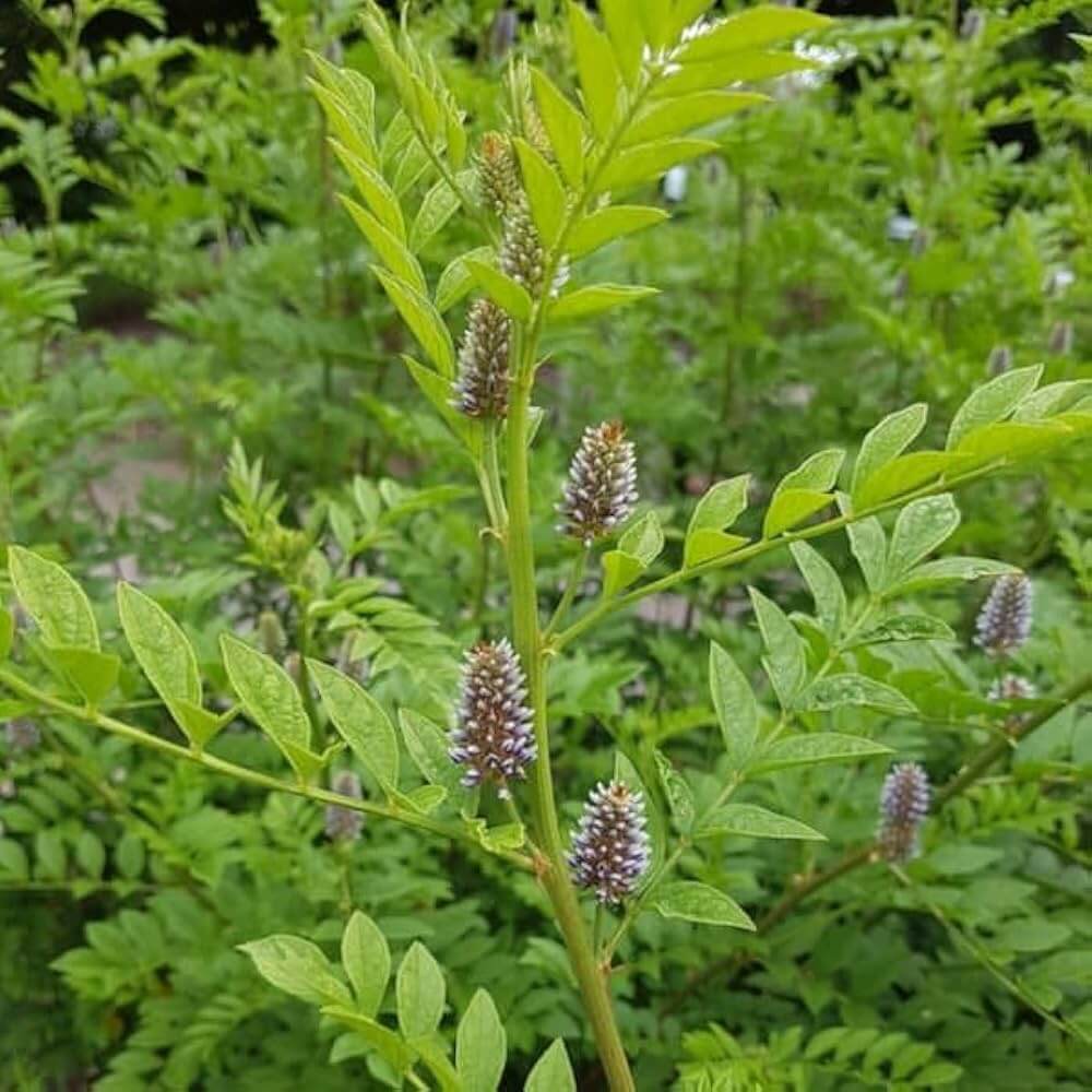Liquorice Seeds - Heirloom Herbal Plant for Home Gardens