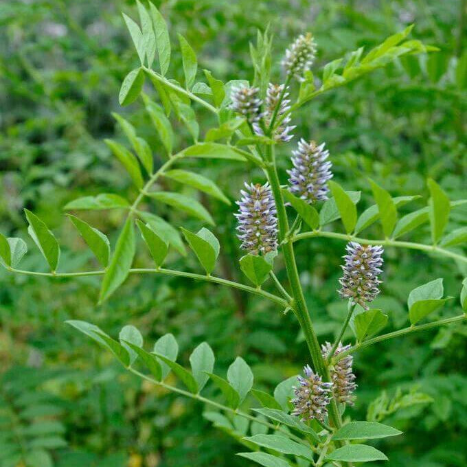 Liquorice Seeds - Heirloom Herbal Plant for Home Gardens
