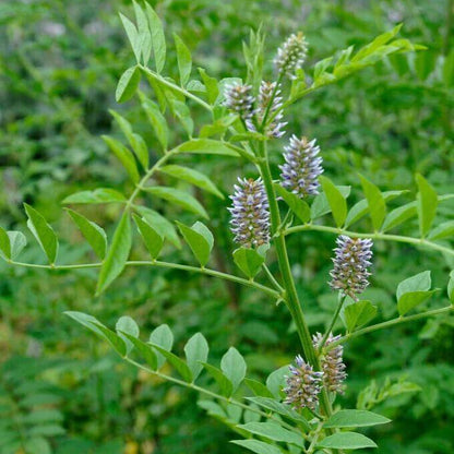 Liquorice Seeds - Heirloom Herbal Plant for Home Gardens
