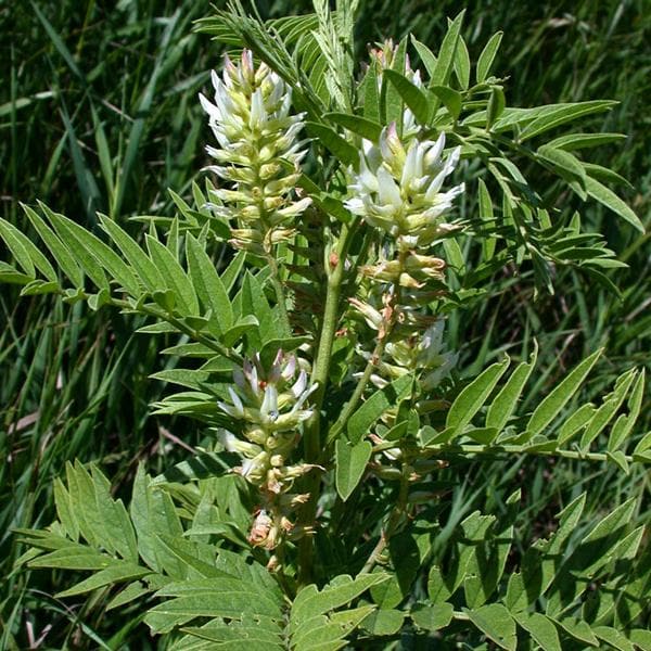 Liquorice Seeds - Heirloom Herbal Plant for Home Gardens