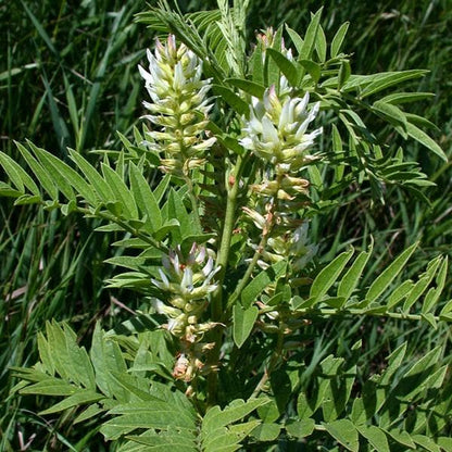 Liquorice Seeds - Heirloom Herbal Plant for Home Gardens