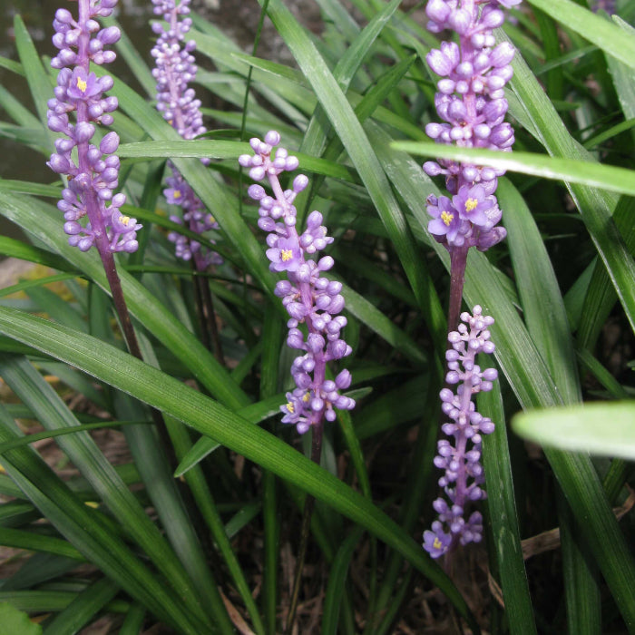 Liriope Seeds - Flower Plant for Home Gardens