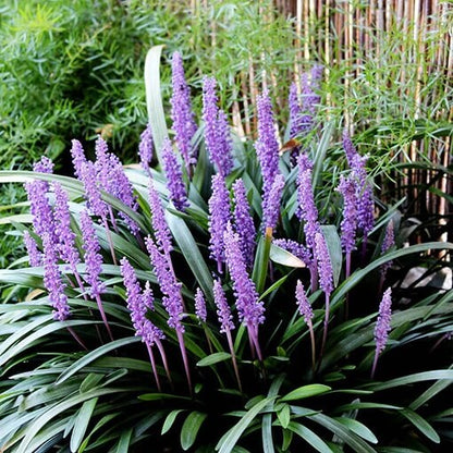 Liriope muscari seeds