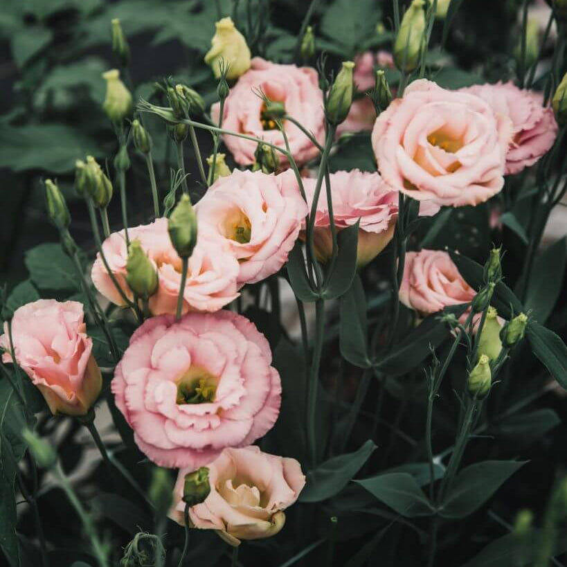 Lisianthus Echo Pink Seeds - Heirloom Flower Plant for Home Gardens