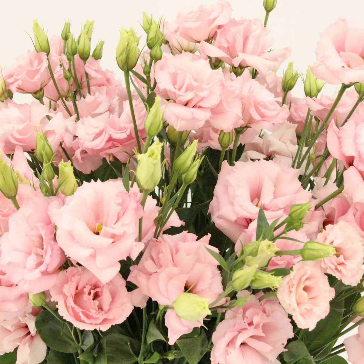 Lisianthus Echo Pink Seeds - Heirloom Flower Plant for Home Gardens