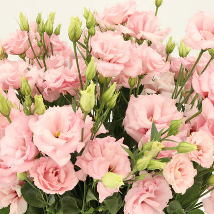 Lisianthus Echo Pink Seeds - Heirloom Flower Plant for Home Gardens