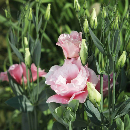 Lisianthus Echo Pink Seeds - Heirloom Flower Plant for Home Gardens