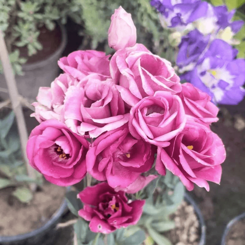 Lisianthus Echo Pink Seeds - Heirloom Flower Plant for Home Gardens